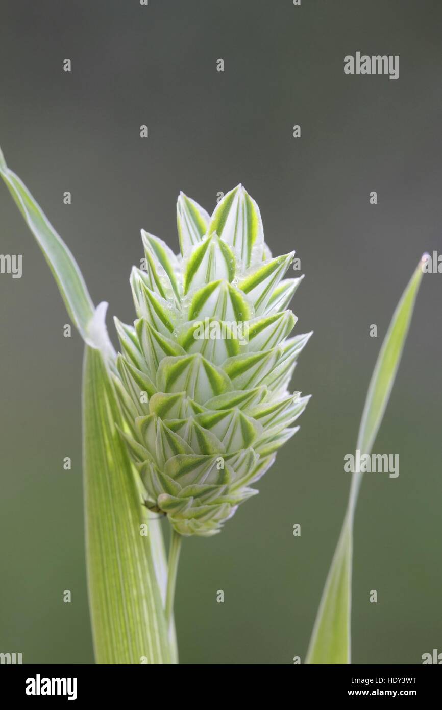 Canary grass, edible plant Stock Photo