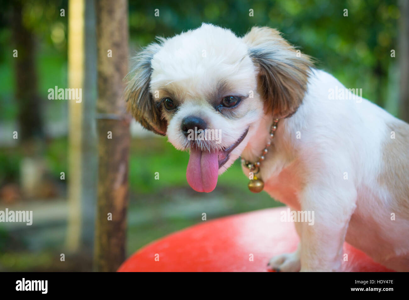 Shih Tzu Puppies Aged 6 Months Stock Photo 129059154 Alamy