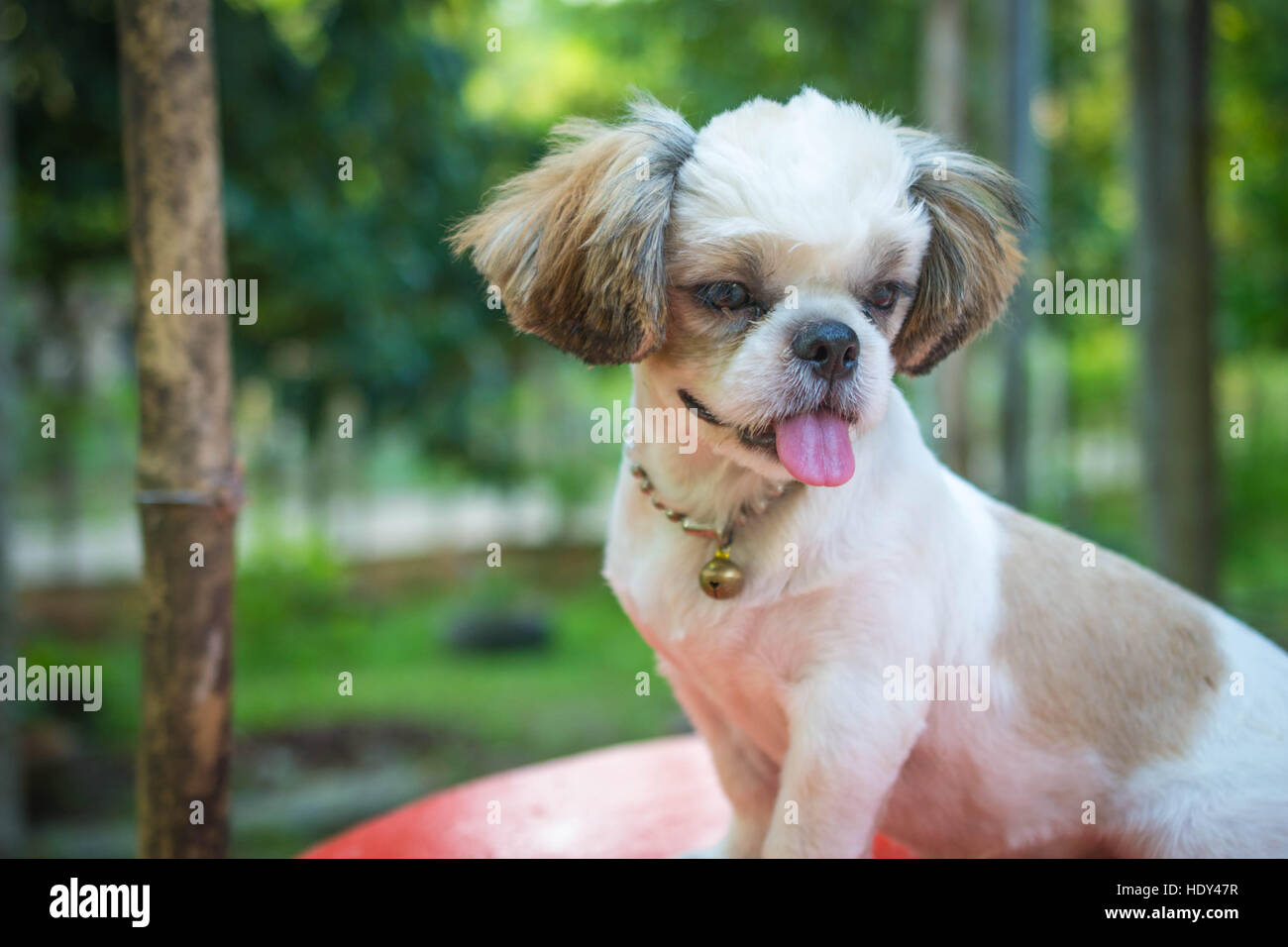 Shih tzu napping hires stock photography and images Alamy
