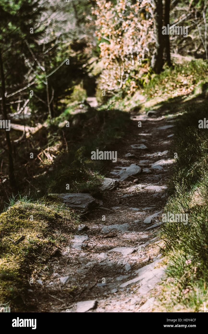 Selective focus on a sandy footpath with rocks in a forest. Stock Photo