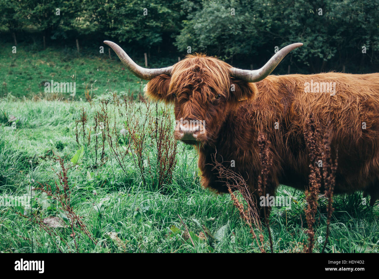 A portrait of a brown Scottish cattle highland cow. Stock Photo