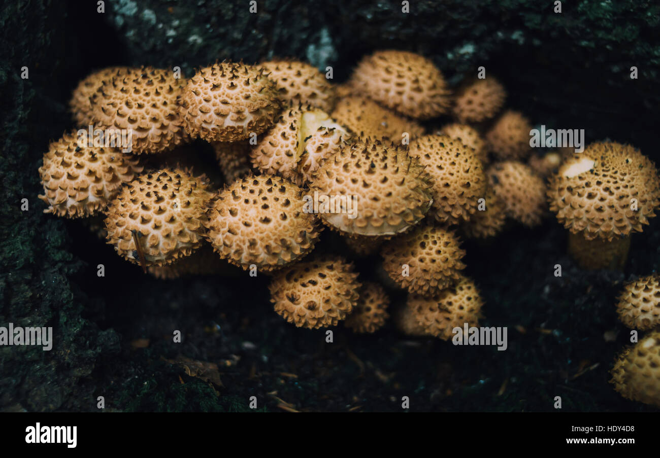 A closeup of many Pholiota Squarrose mushrooms growing together. Stock Photo