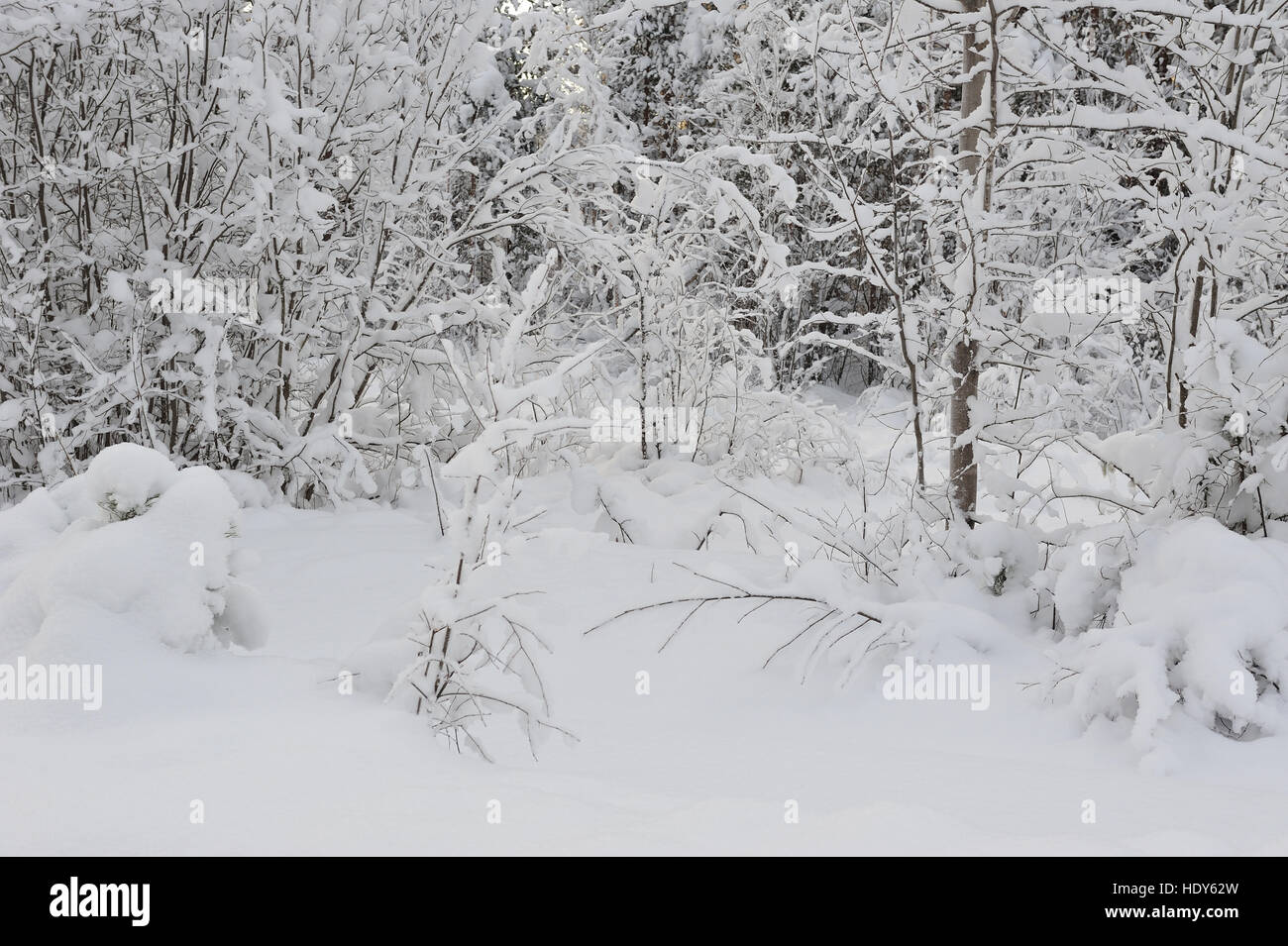 Russia landscape forest hi-res stock photography and images - Alamy