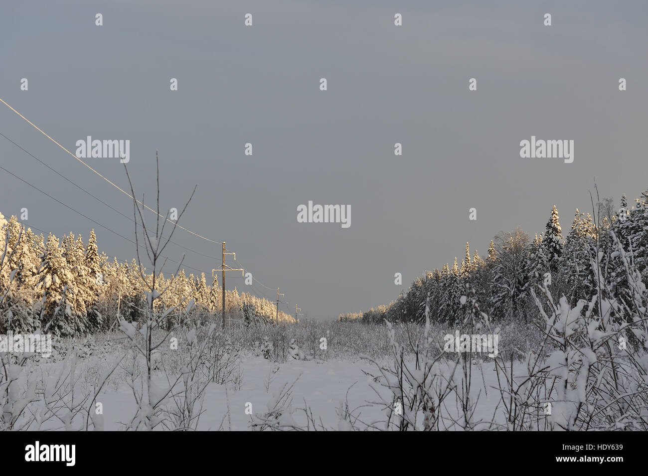 Power lines in the snowy frosty forest Stock Photo - Alamy