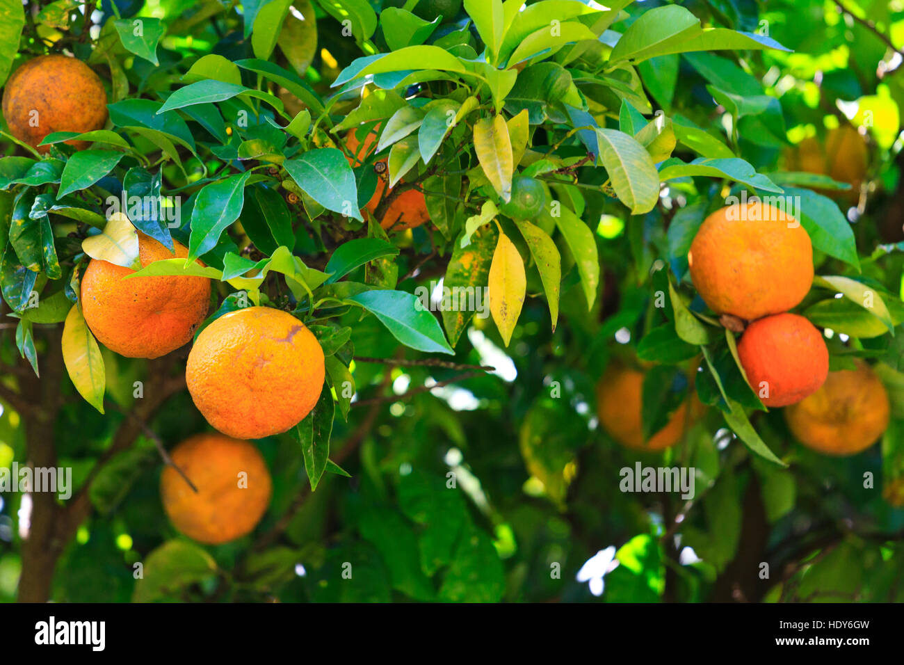 oranges grown in his garden with a natural fertilizer,fruit, orange