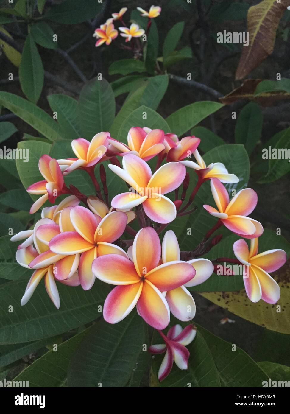 This is a picture of a Plumeria plant in Waimanalo Hawaii Stock Photo
