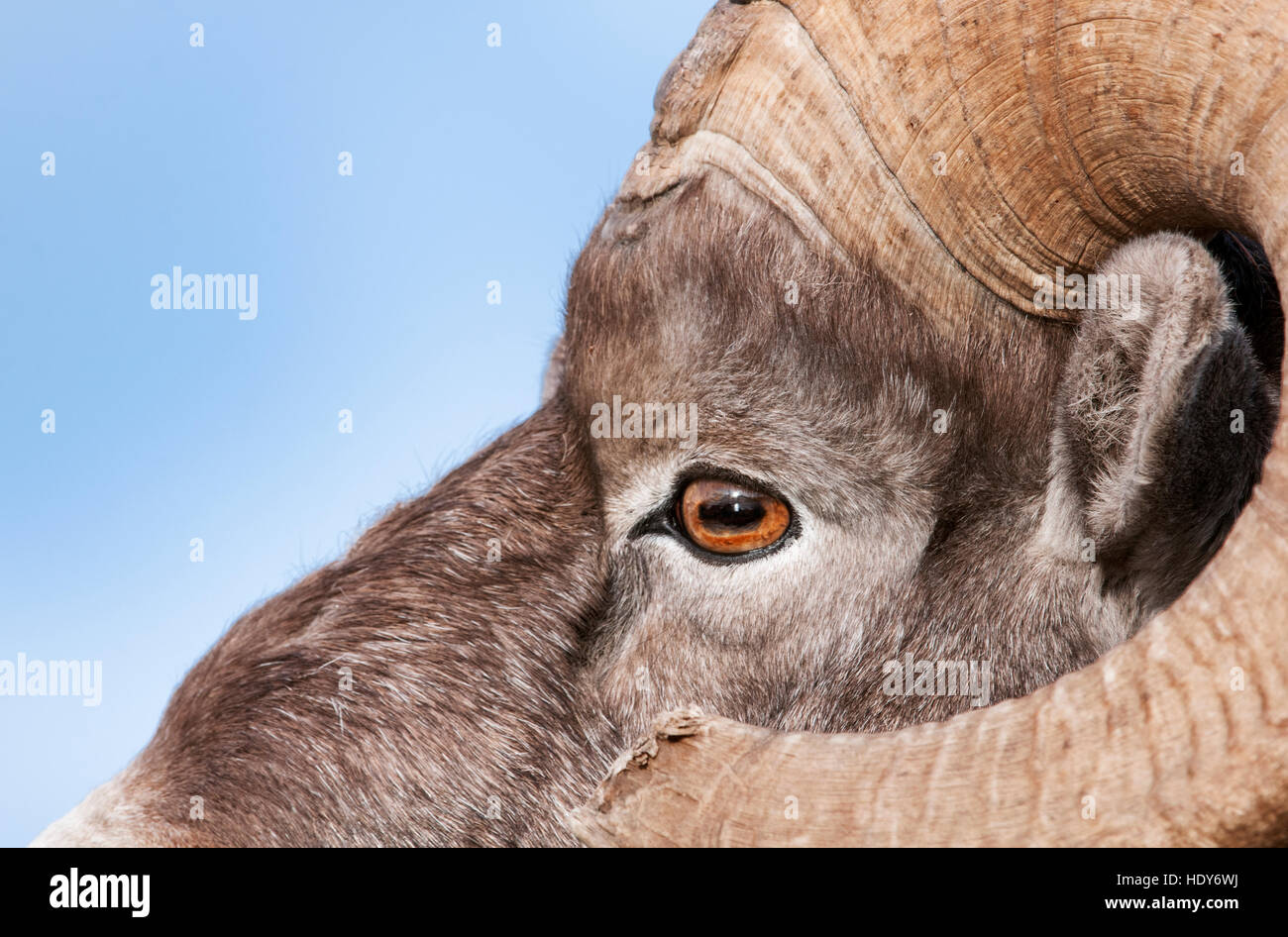 Rocky Mountain Bighorn Sheep ram portrait Stock Photo - Alamy