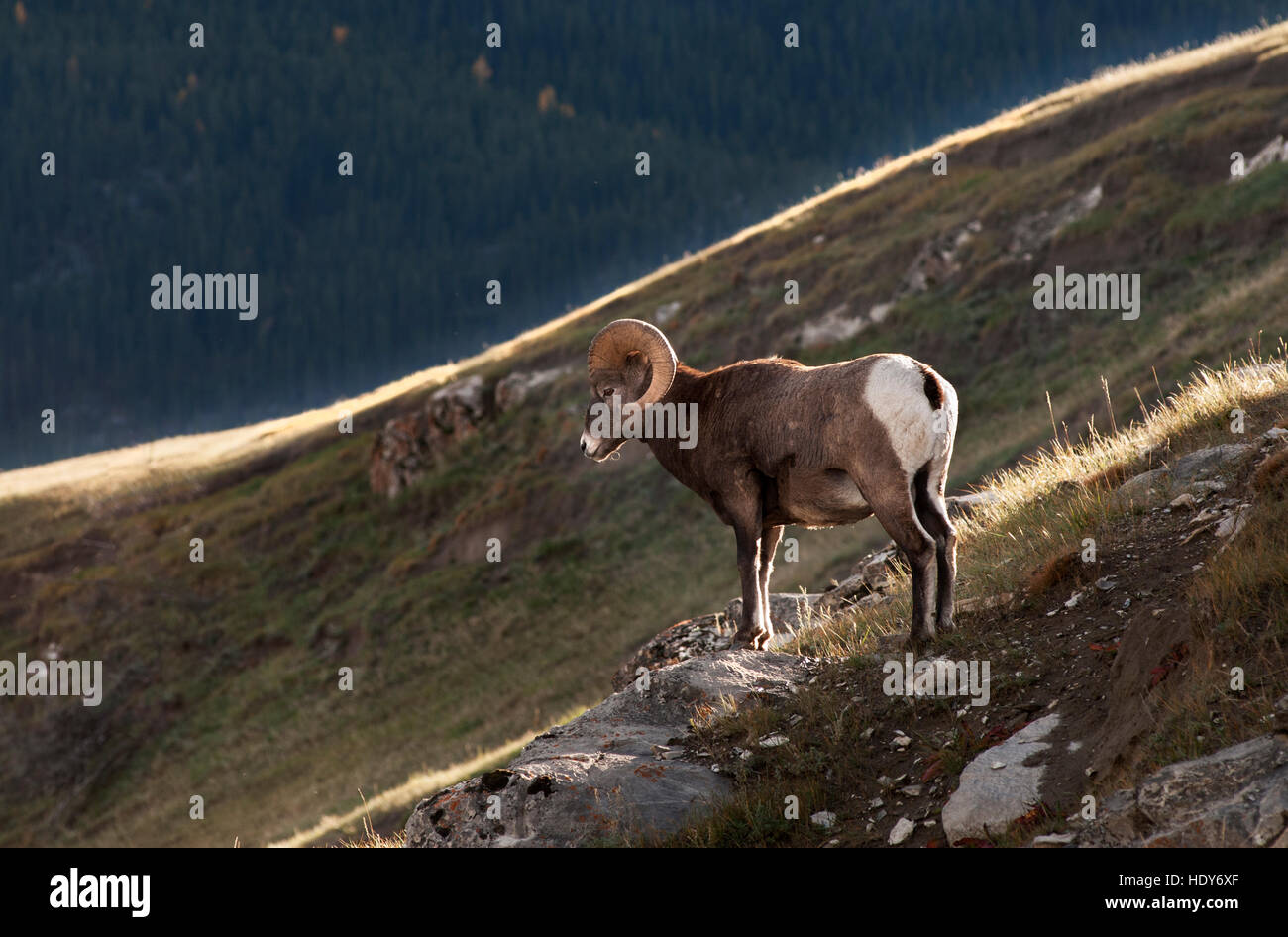 Rocky Mountain Bighorn Sheep ram Stock Photo - Alamy