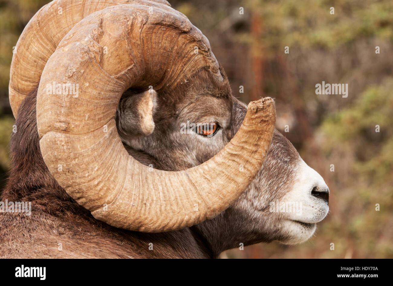 Rocky Mountain Bighorn Sheep ram portrait Stock Photo - Alamy