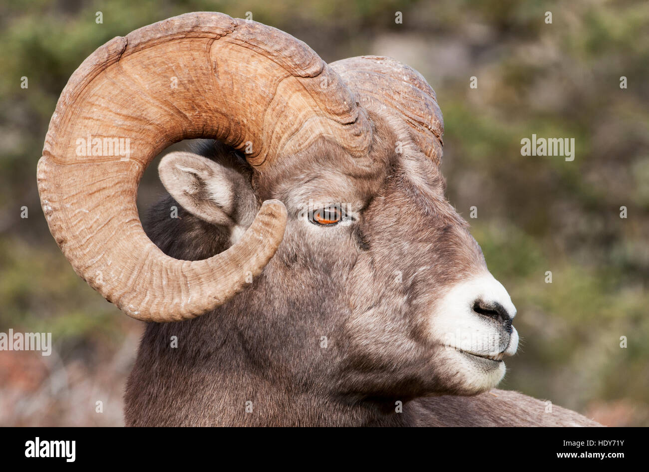 Rocky Mountain Bighorn Sheep ram portrait Stock Photo - Alamy