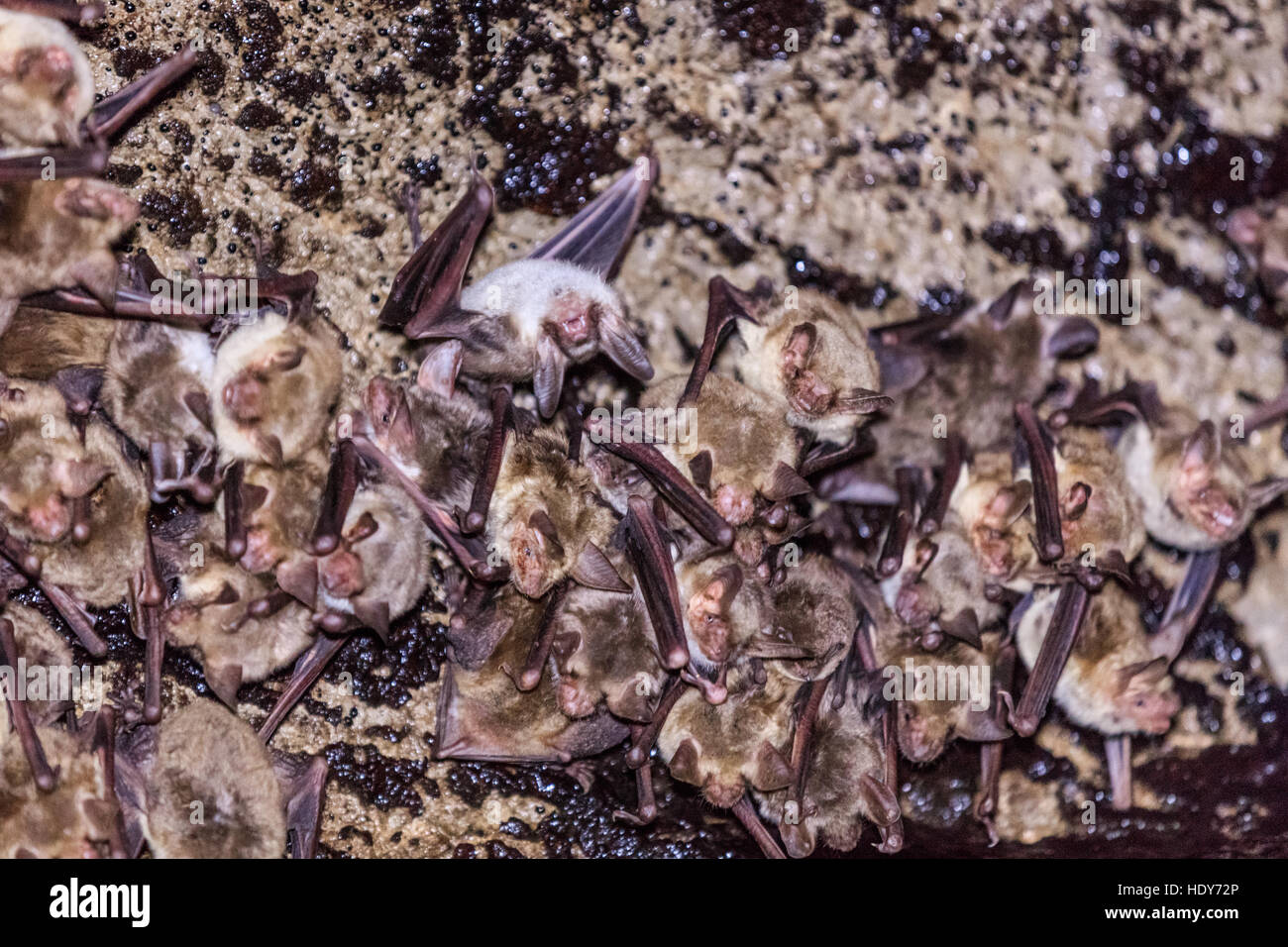Groups of sleeping bats in cave Stock Photo Alamy
