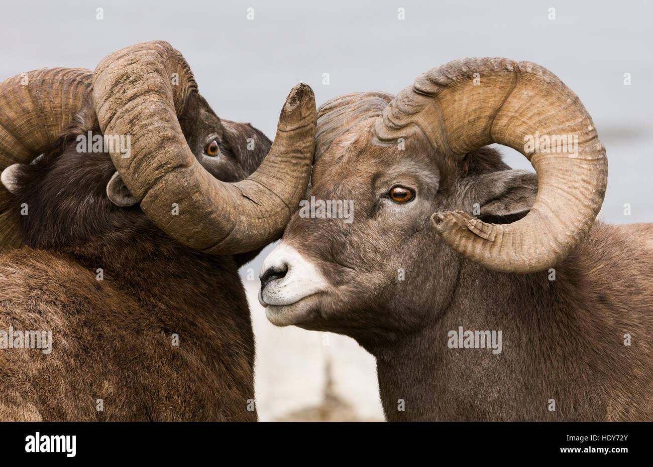 Rocky Mountain Bighorn Sheep rams sparring. Stock Photo