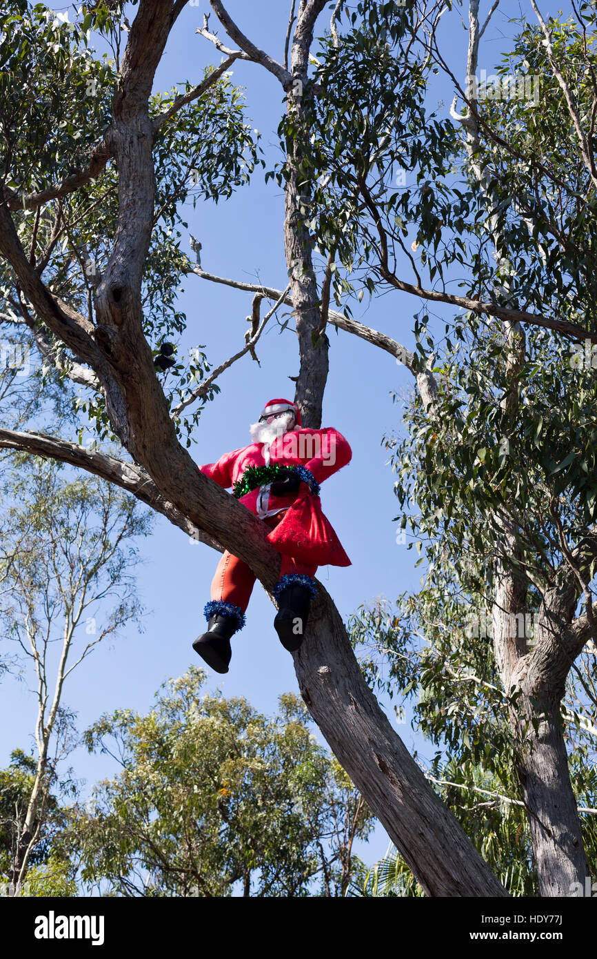 Inflatable Santa Claus up on a tree to celebrate Christmas in the bush, Australia Stock Photo