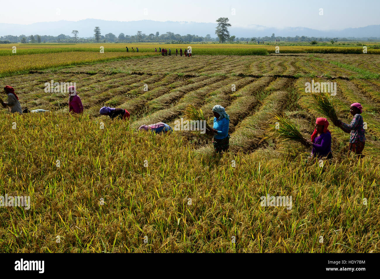 NEPAL, Terai, village Kolhuwa , the Terai is the grain basket of the country, rice farming, women harvest rice with sickle / NEPAL, Terai, Dorf Kolhuwa, das Terai ist die Kornkammer Nepals, Frauen ernten Reis per Hand mit der Sichel Stock Photo