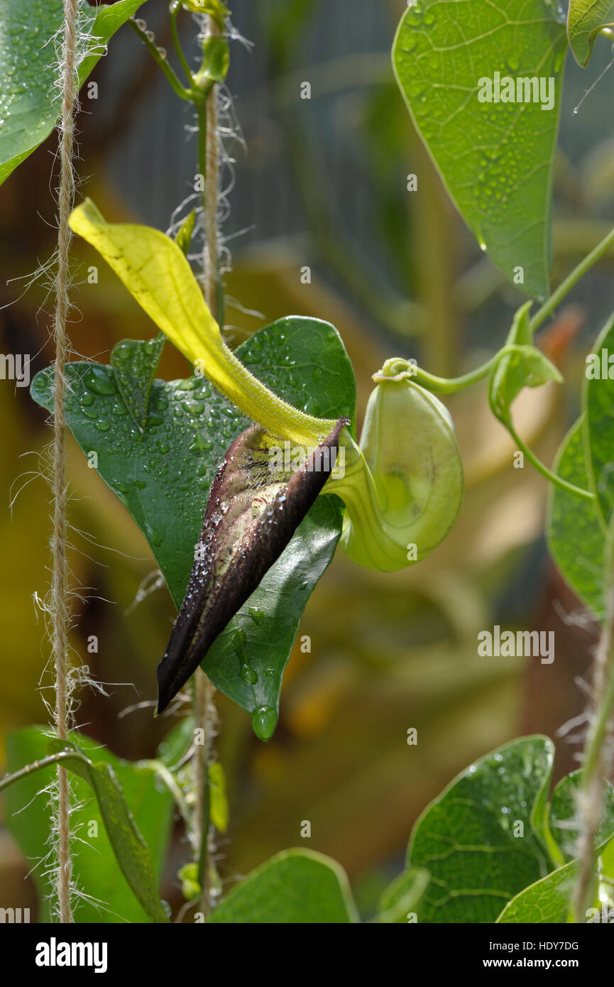 Aristolochia sp. in flower Stock Photo