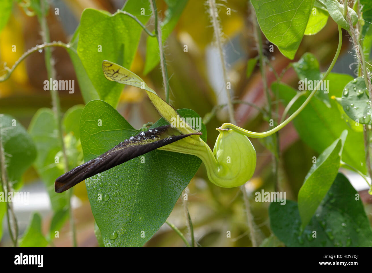 Aristolochia sp. in flower Stock Photo