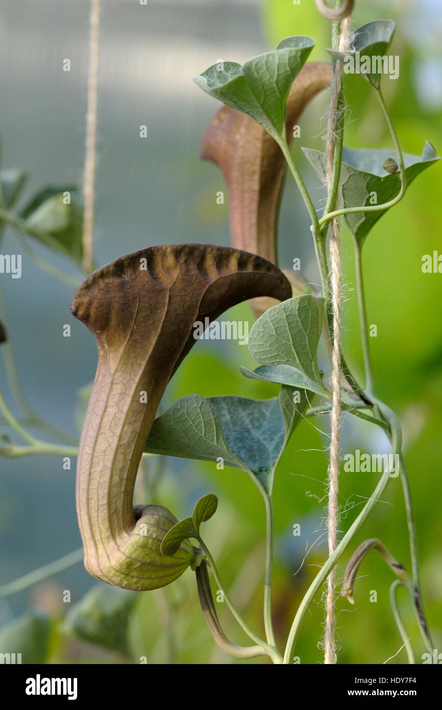 Aristolochia chilensis flowering Stock Photo