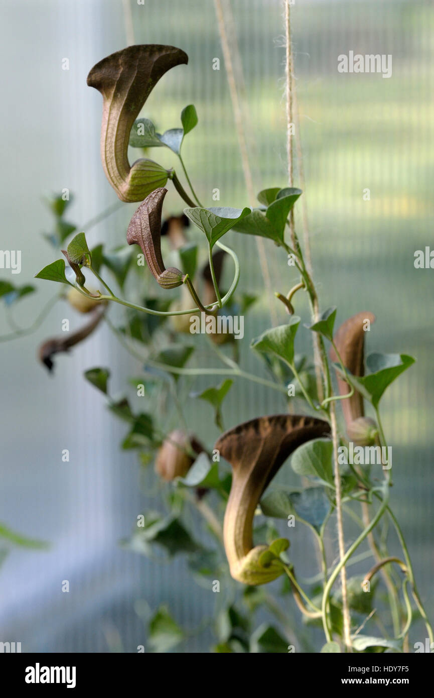 Aristolochia chilensis flowering Stock Photo