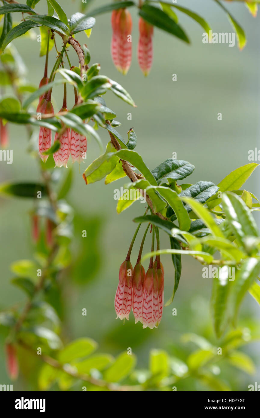 Agapetes 'Ludgvan Cross' in flower Stock Photo
