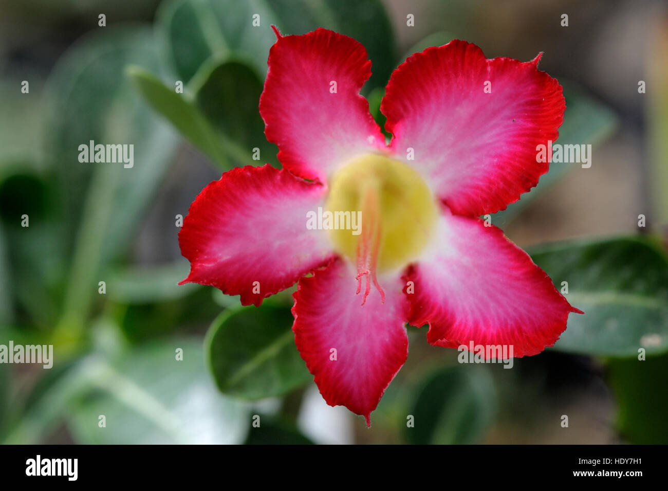 Adenium multiflorum in flower Stock Photo
