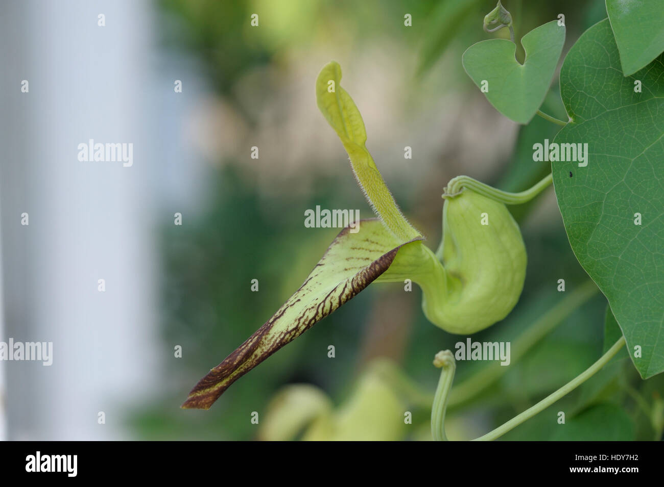 Aristolochia Cerrado flower Stock Photo