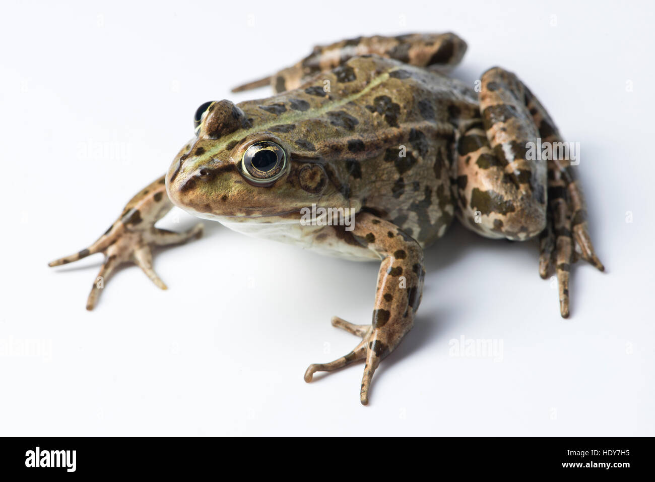 Frog on clear white background Stock Photo - Alamy