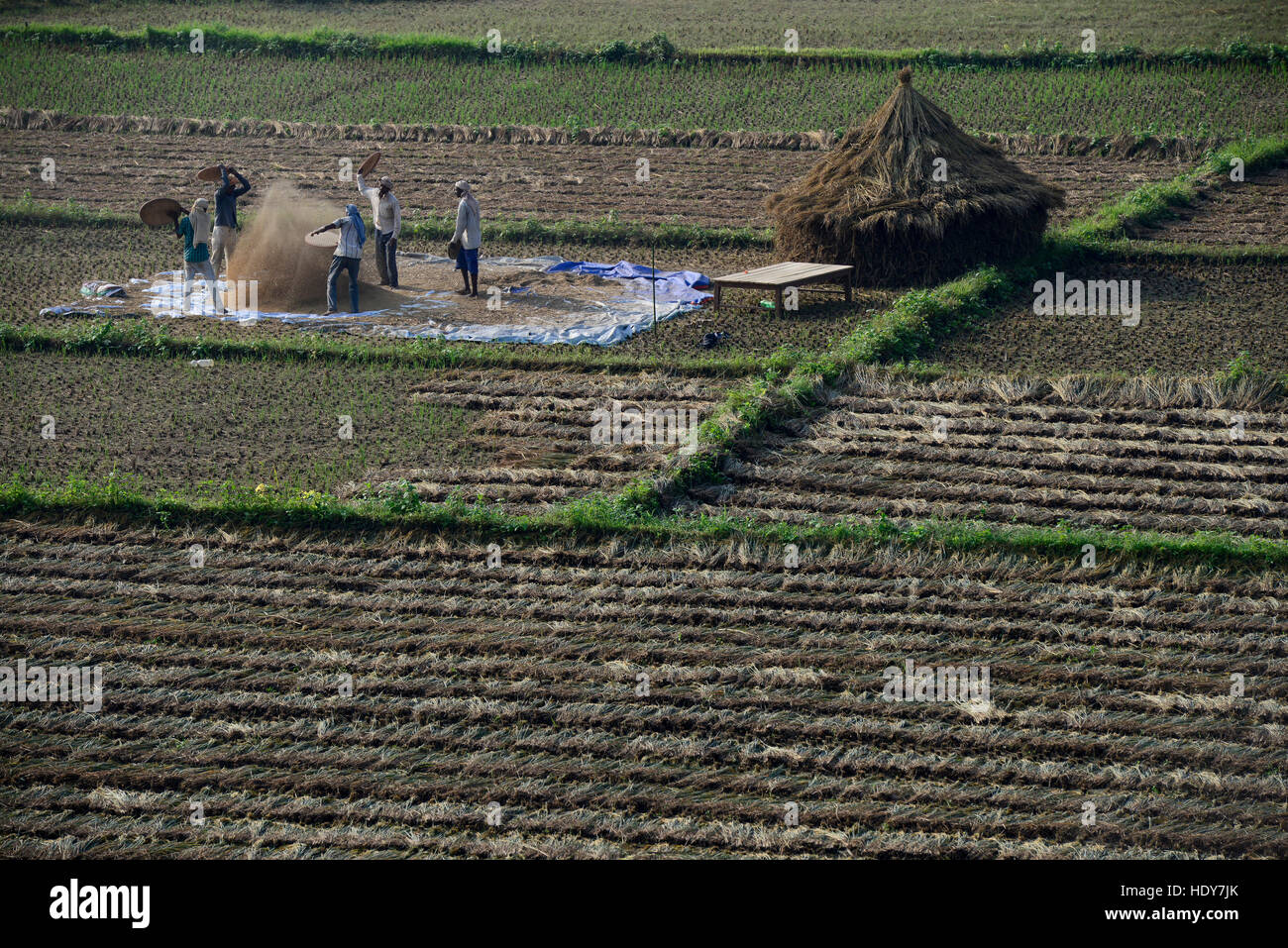 NEPAL, Terai, Tandi, the Terai is the grain basket of the country, rice farming, harvest, men winnowing paddy to sparate chaff from grain / NEPAL, Terai, Tandi, das terai ist die Kornkammer Nepals, Reisernte, die Spreu vom Reiskorn trennen Stock Photo