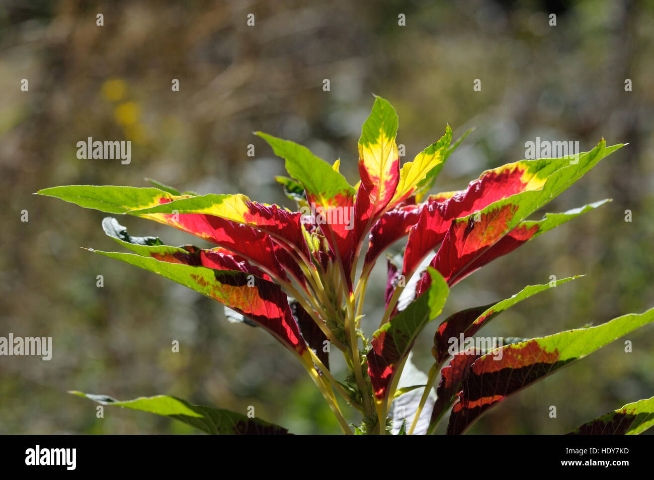 Amaranthus tricolor 'Splendens-Perfecta' leaves Stock Photo