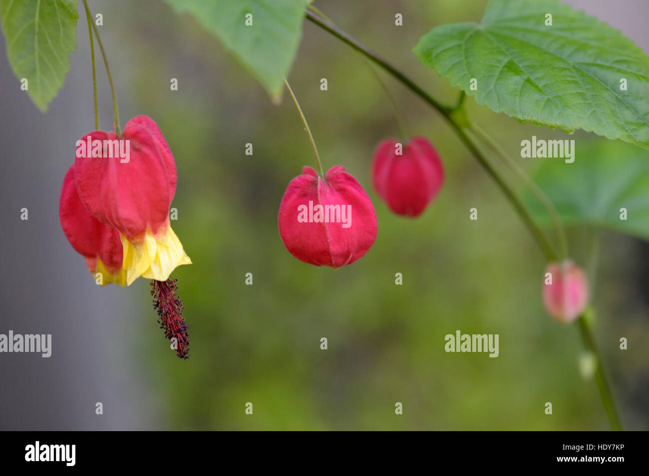 Abutilon megapotamicum flower Stock Photo Alamy
