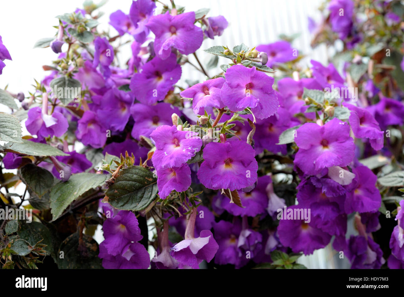 Achimenes 'Purple King' in flower Stock Photo