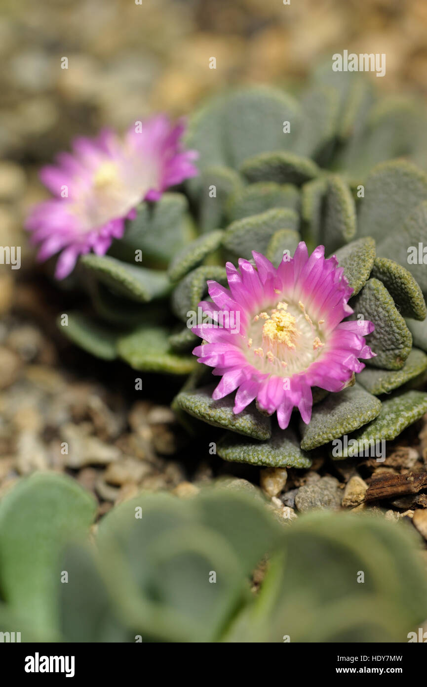 Aloinopsis spathulata in flower Stock Photo