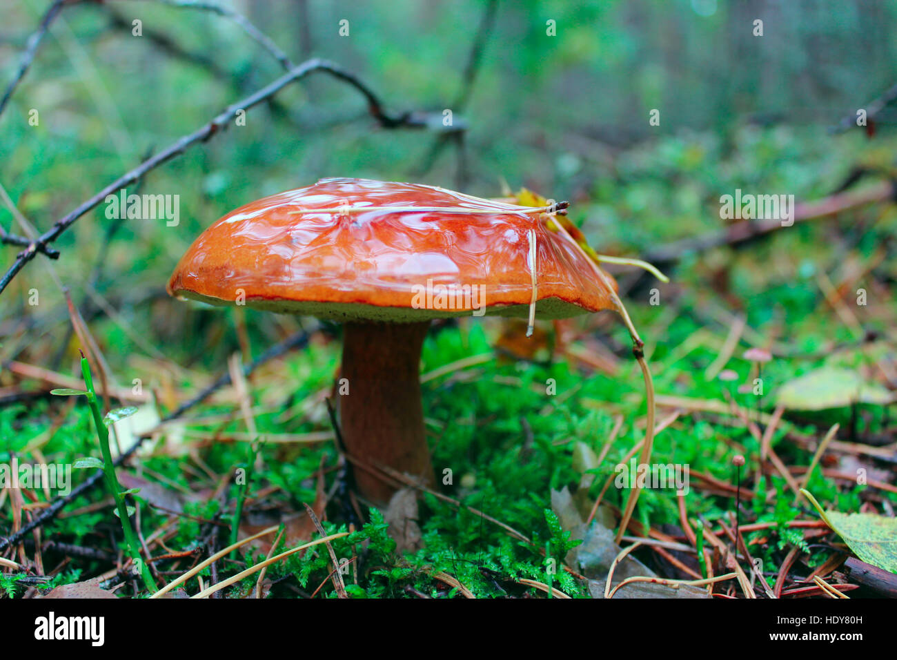 beautiful mushroom of Suillus in the Autumn forest Stock Photo