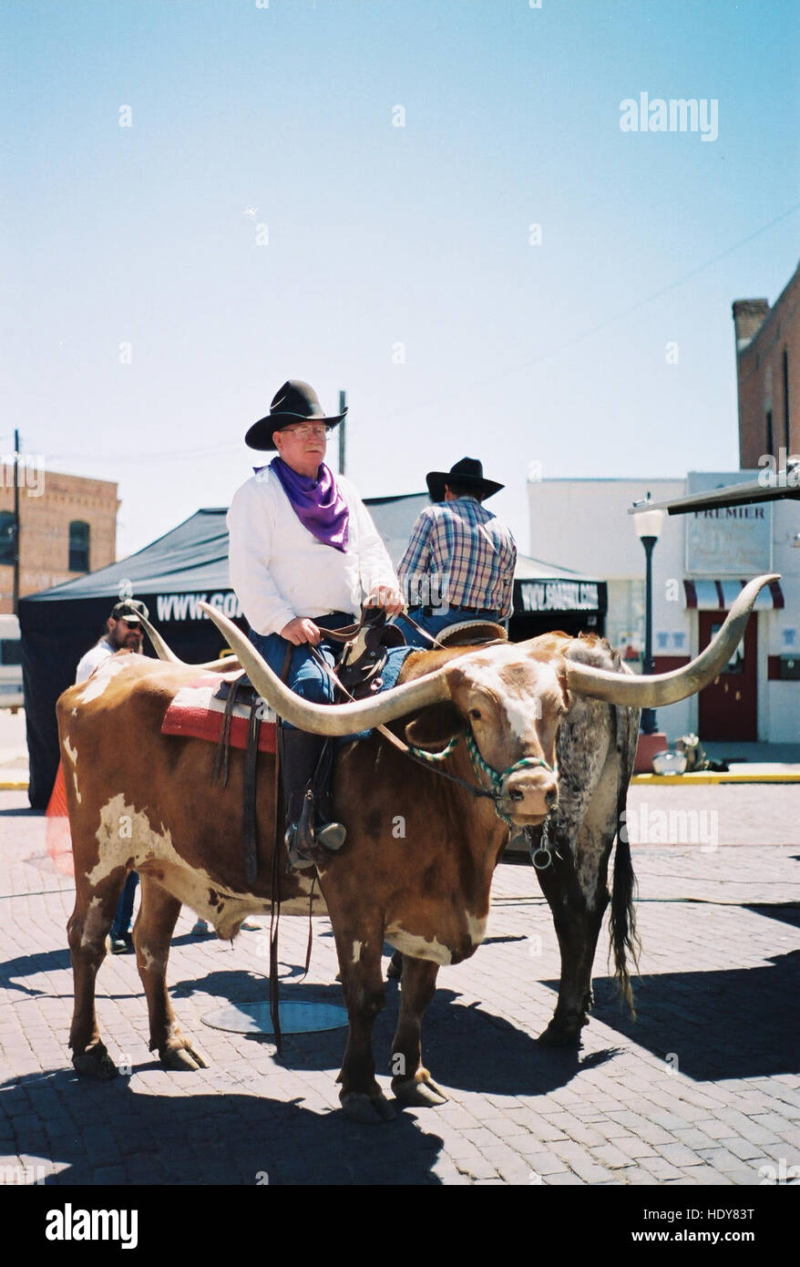 Cowboys ride longhorn steers at Santa Fe Trail Days in Las Animas, Colorado Stock Photo