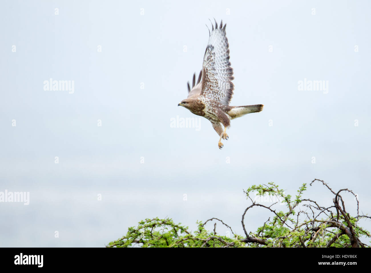 Lewa Tree Taking Off From Tree Top High Resolution Stock Photography and Images ...
