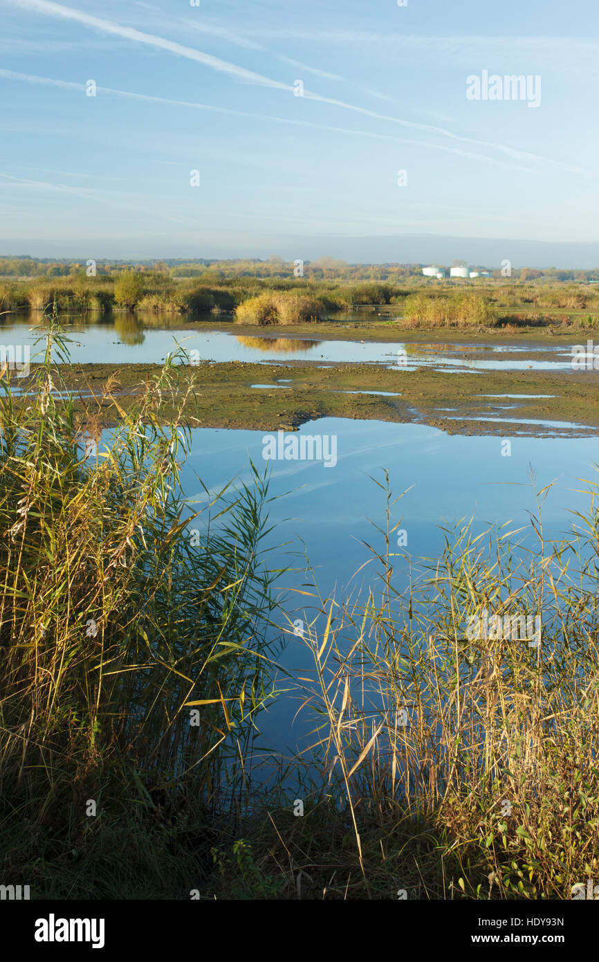 Common Reed (Phragmites australis) reedbed and mudflat habitat, St ...
