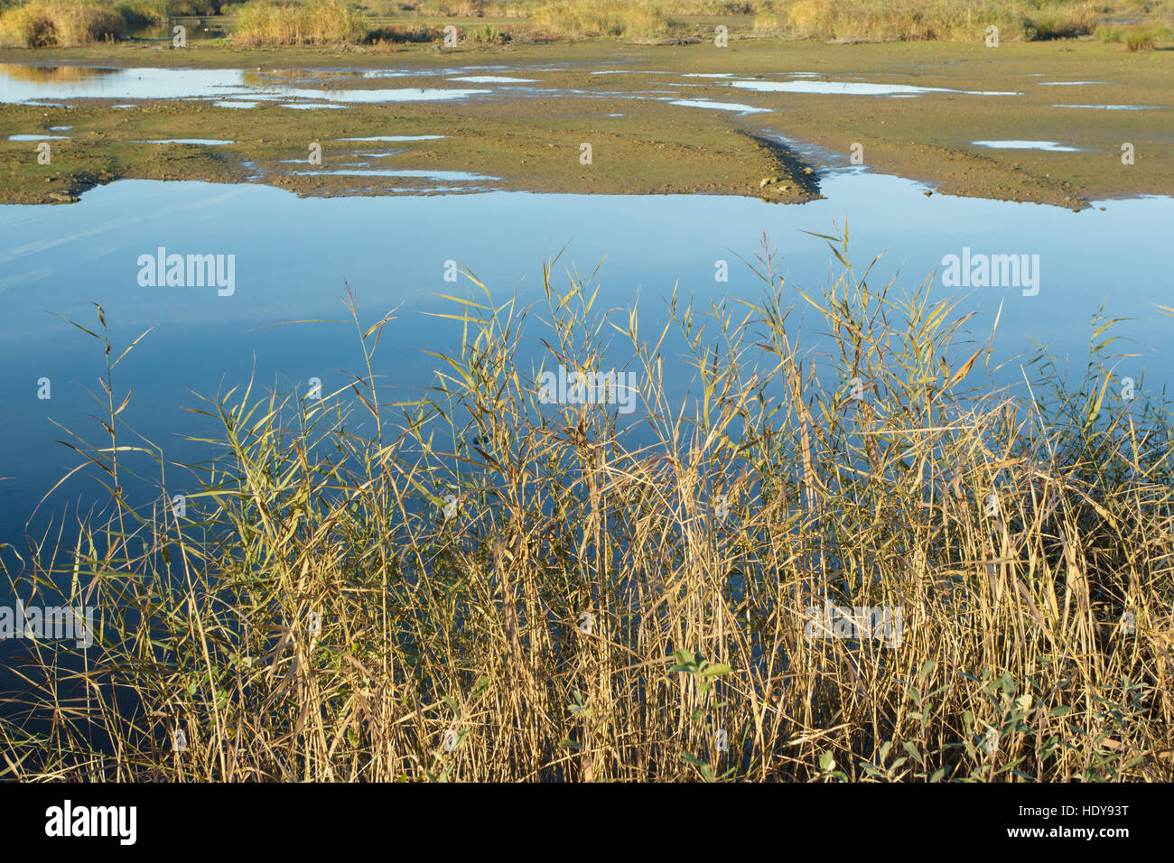 Common Reed (Phragmites australis) reedbed and mudflat habitat, St ...