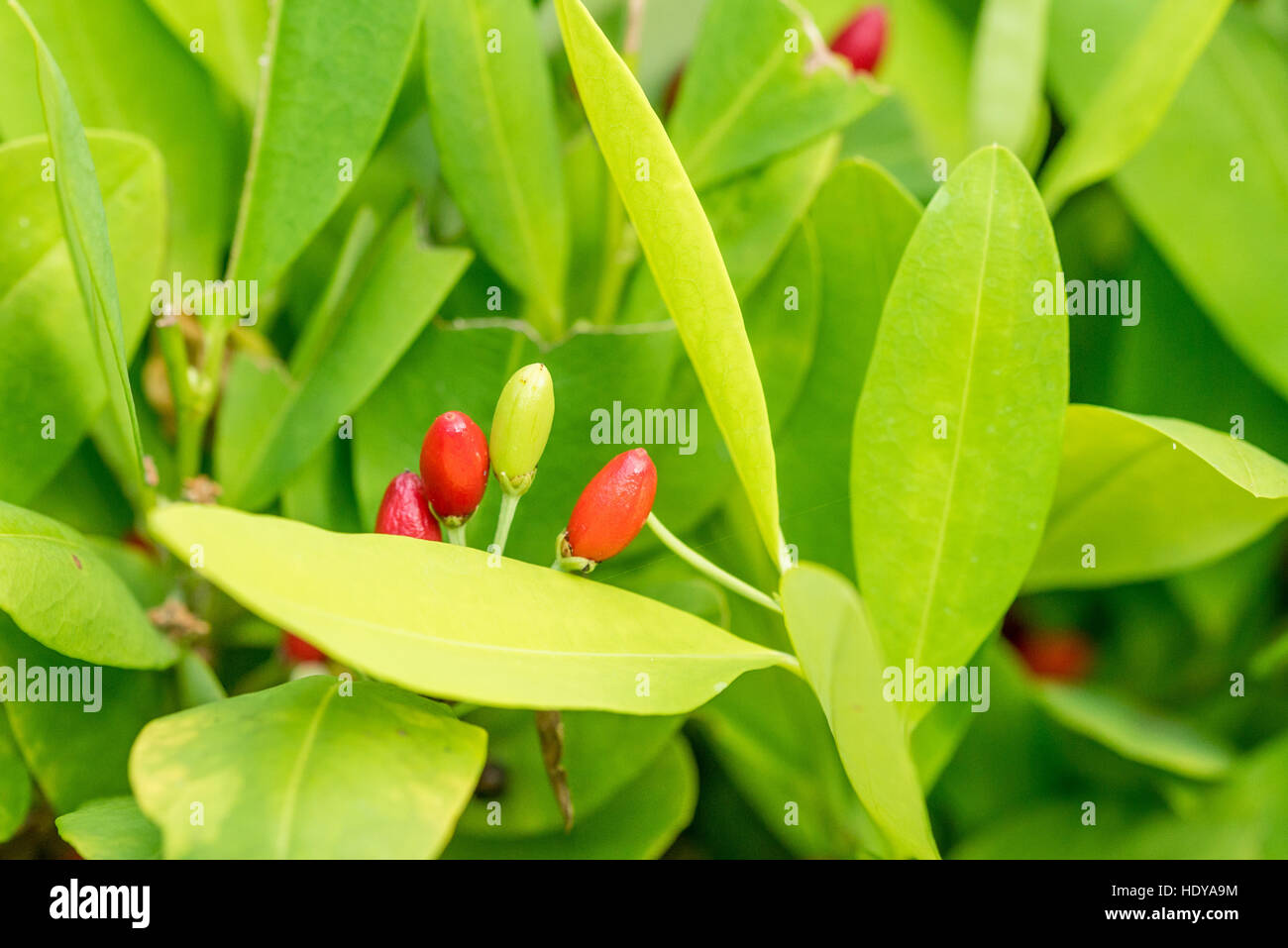 Coca plant hires stock photography and images Alamy