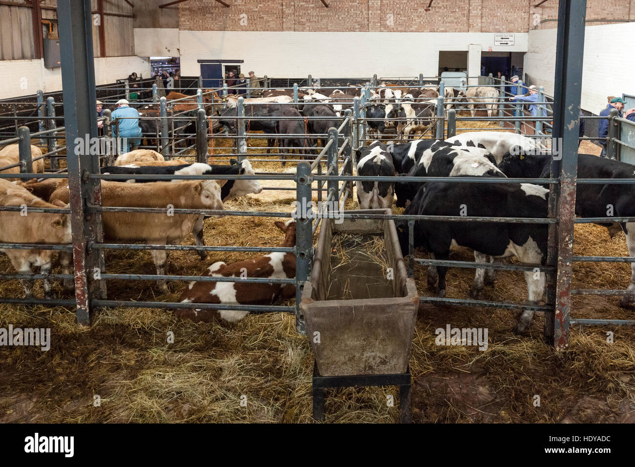 Cows in pens prior to livestock sales. Cattle Market, Melton Mowbray