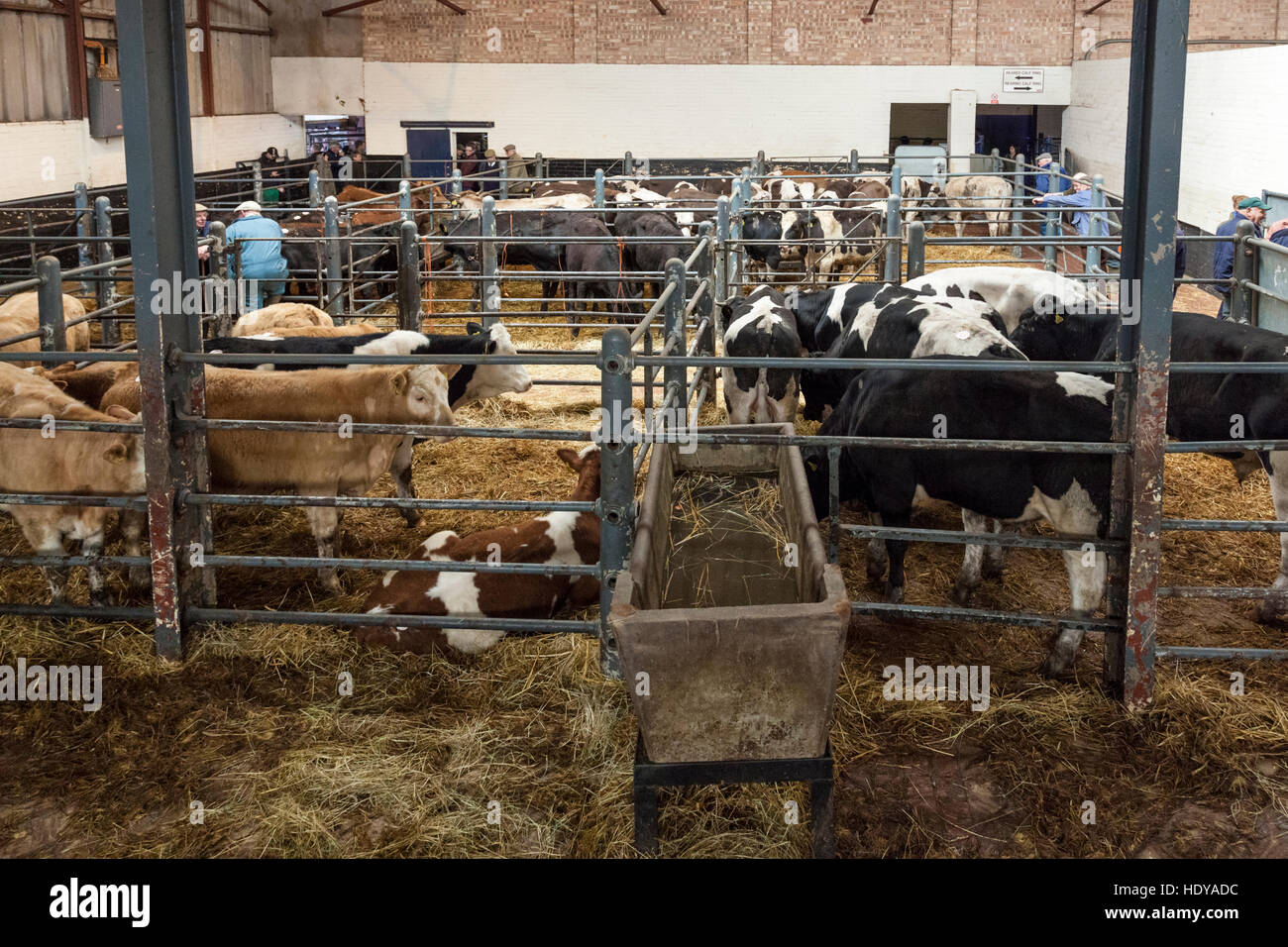 Cattle pens uk hi-res stock photography and images - Alamy