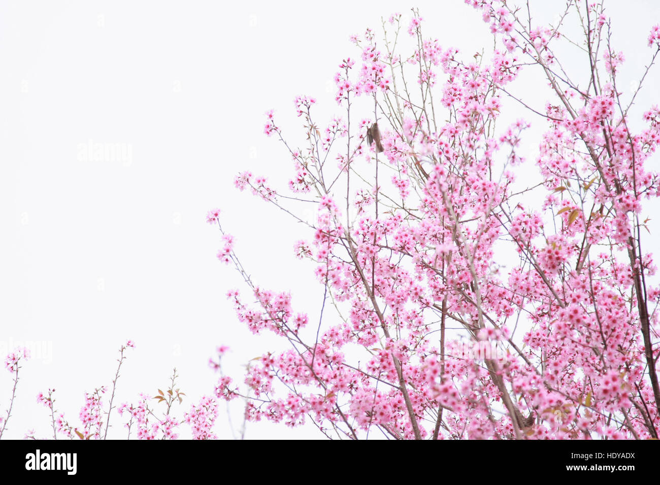 cherry pink blossom isolated on white background Stock Photo - Alamy