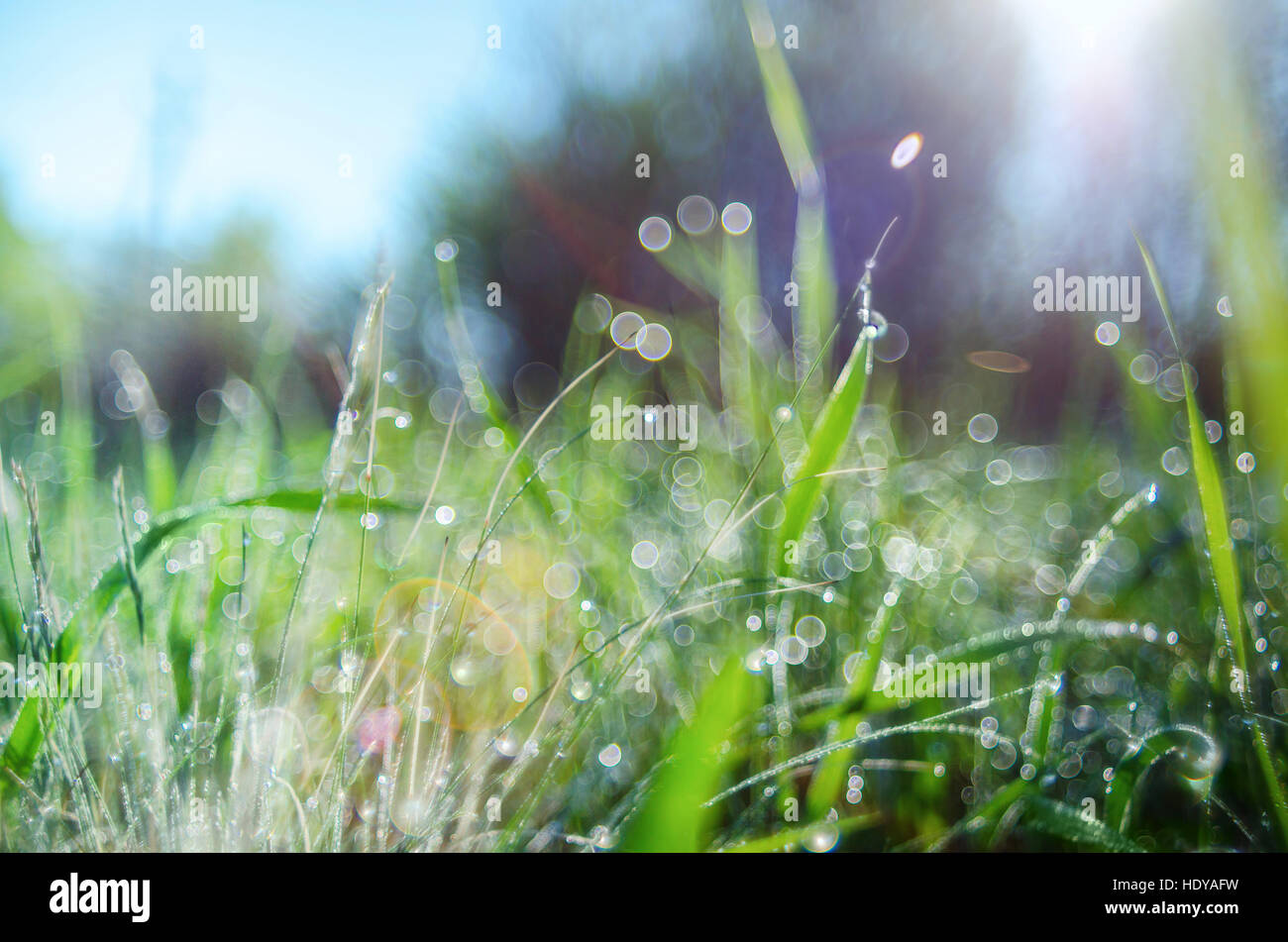 Green grass with dew drops suitable for backgrounds or wallpapers