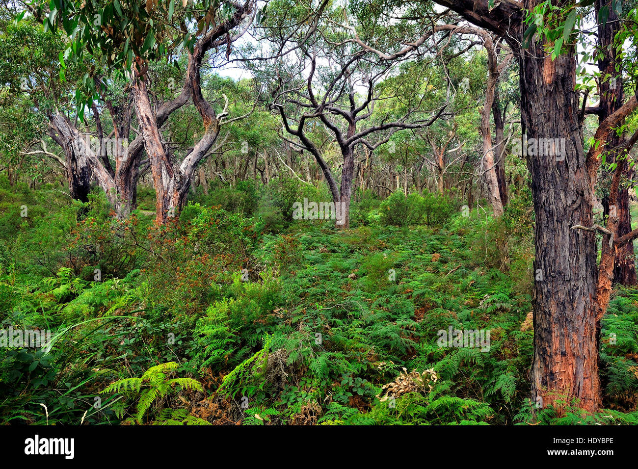 Dense forest of Great Otway National Park Stock Photo