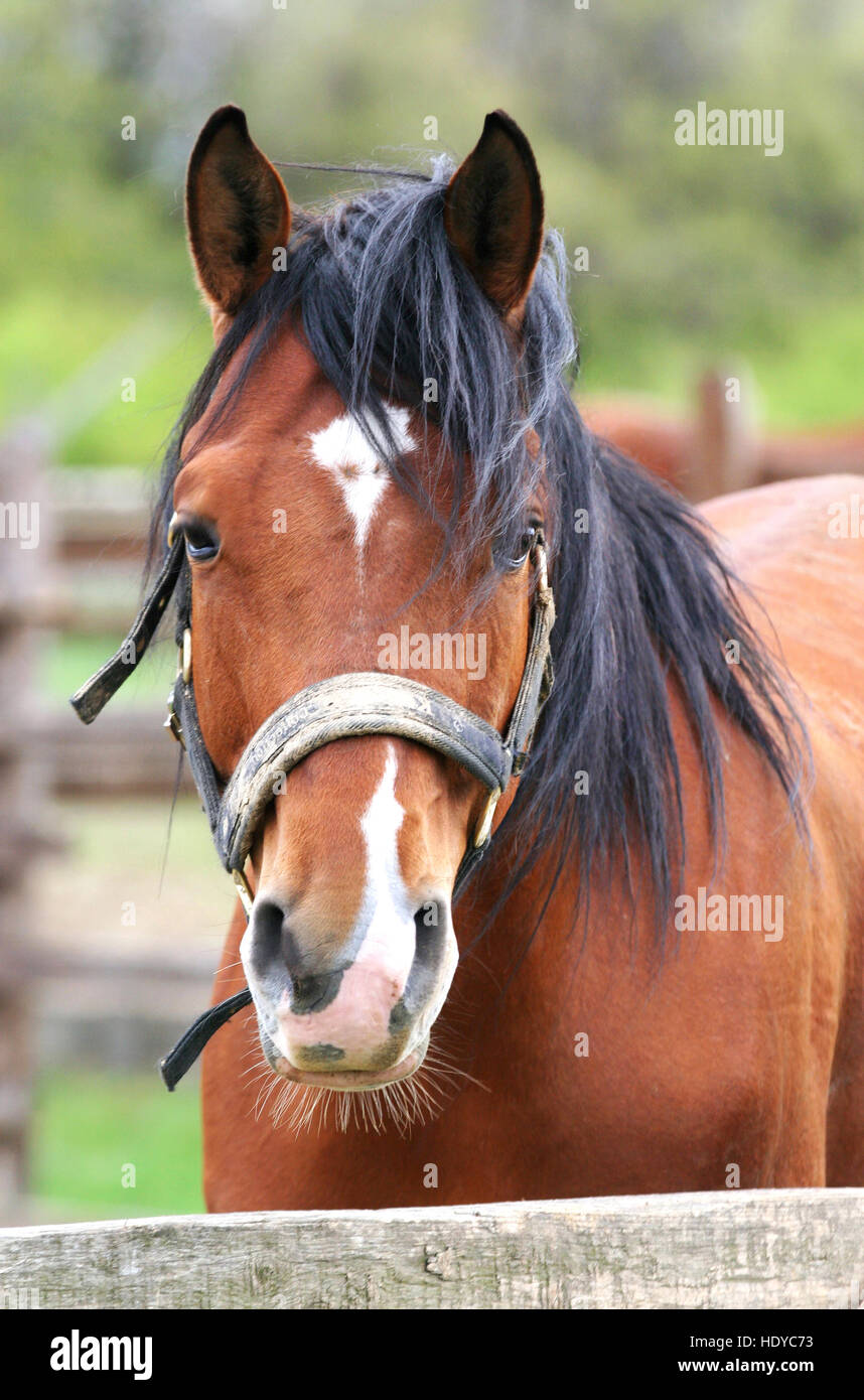Portrait close up of a beautiful angloarabian stallion Stock Photo Alamy