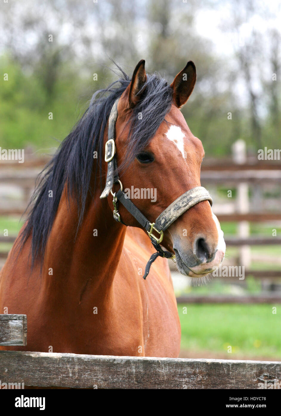 Portrait of a beautiful angloarabian stallion Stock Photo Alamy