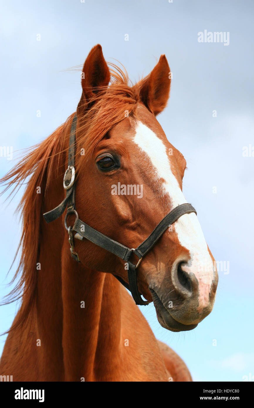 Portrait of a beautiful angloarabian stallion against blue sky