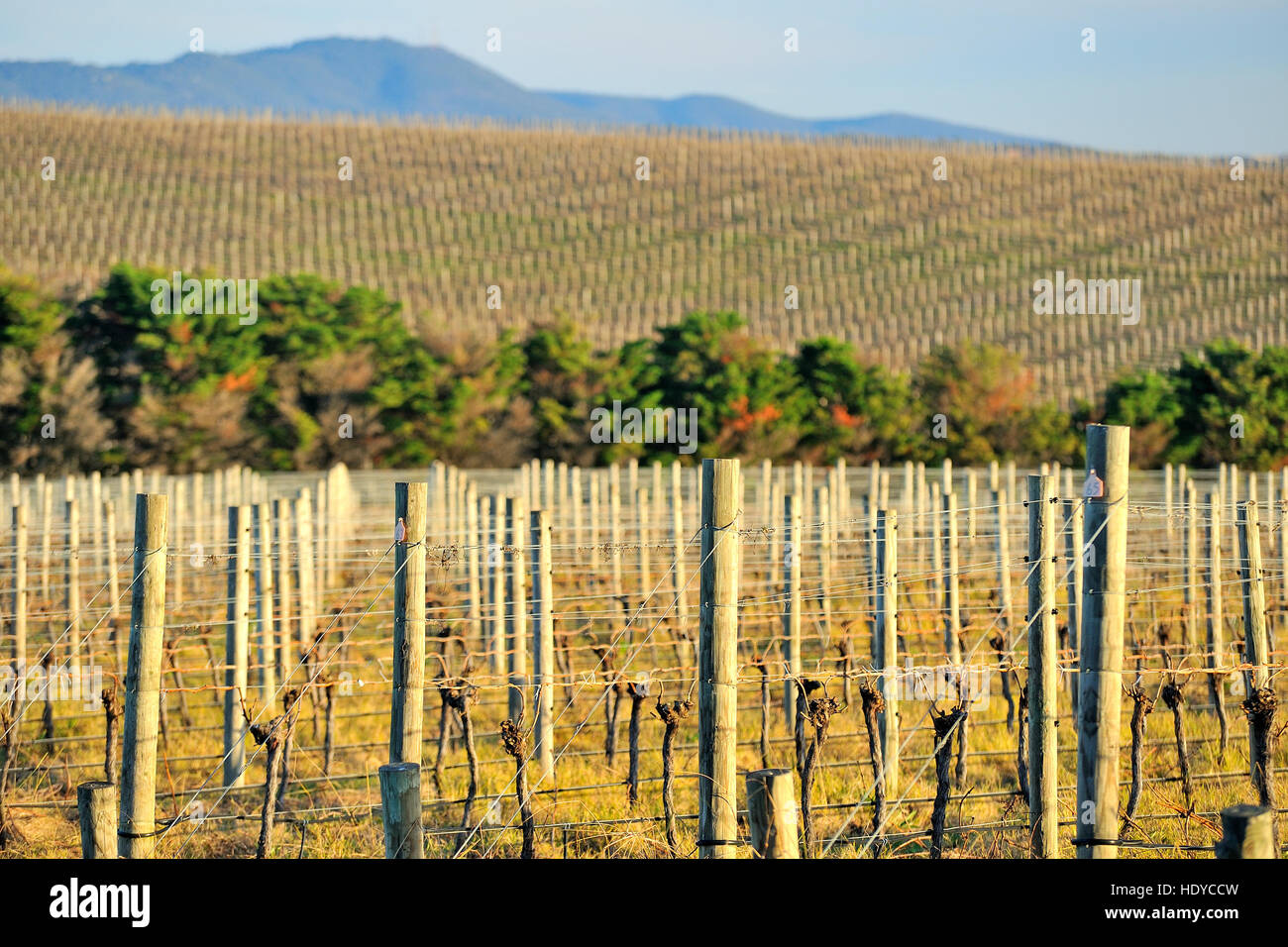 Preparation for wine grape in vineyard Stock Photo