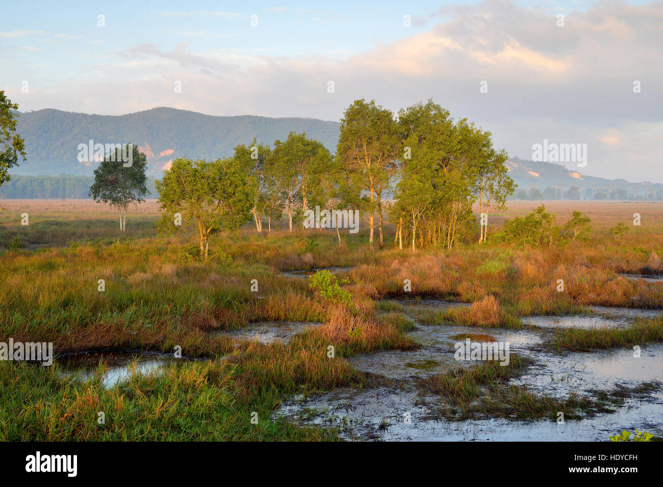 Thailand Landscape : Wetland in Songkhla Stock Photo