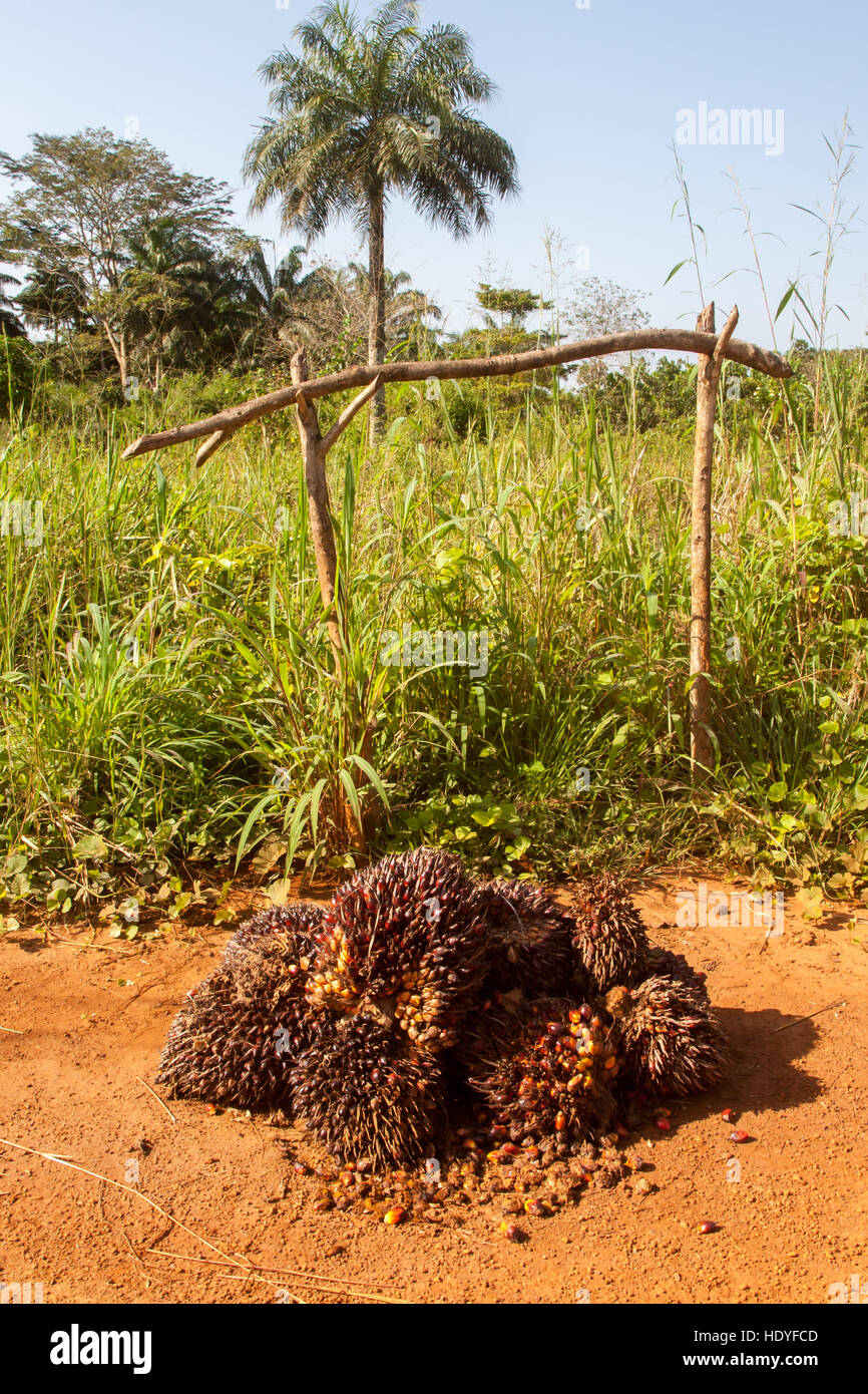 In Sierra Leone, palm oil fruits can be harvested all year round Stock Photo