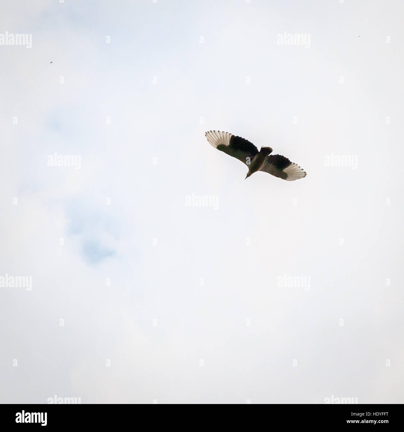 A bird of prey glides with its wings spread, showing pale banded feathers, over Tiwai Island, Sierra Leone. Stock Photo