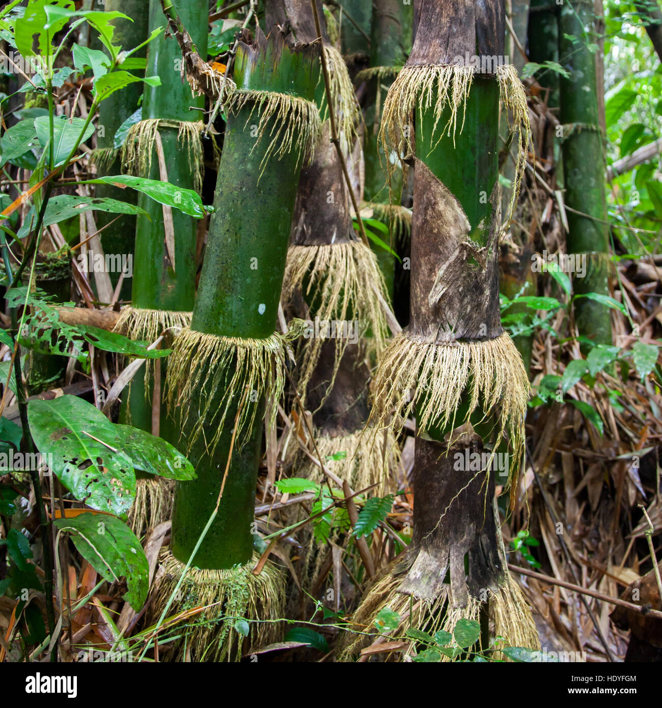 Bamboo in Tiwai rain forest, Sierra Leone Stock Photo